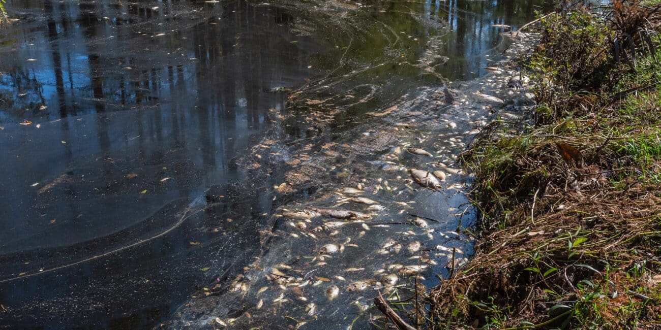 IoT BiTox Fischsterben